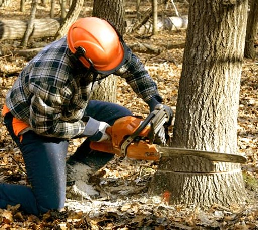 Tree Removal in Copen, WV